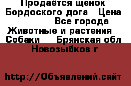 Продаётся щенок Бордоского дога › Цена ­ 37 000 - Все города Животные и растения » Собаки   . Брянская обл.,Новозыбков г.